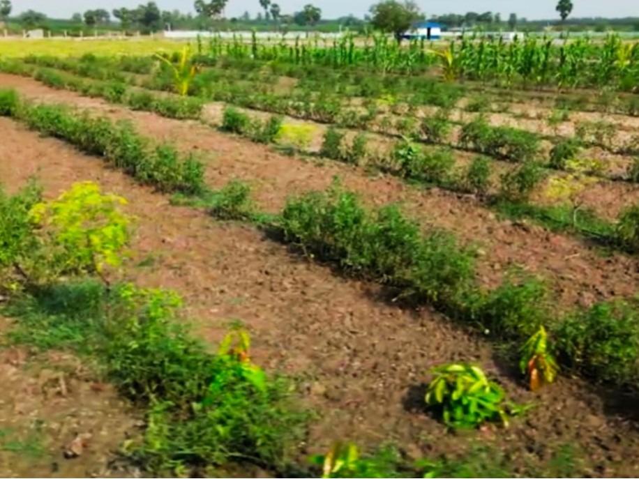 Managed Cultivation & Crop Rows