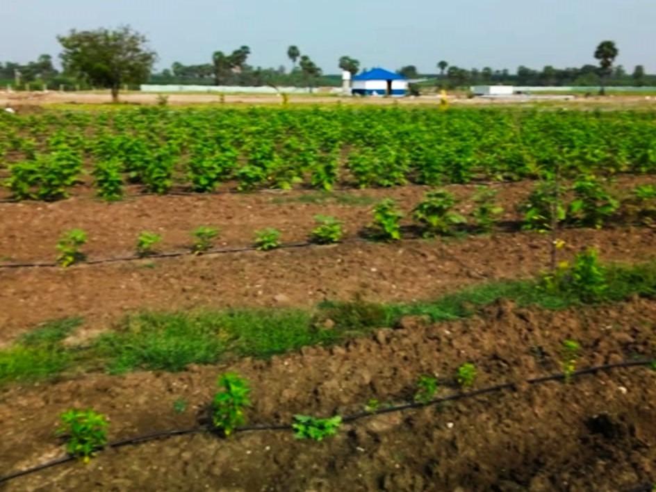 Kalai Farms