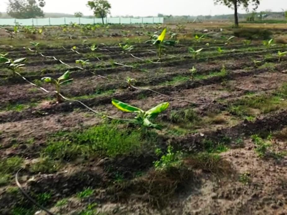 Young Banana Plantation Rows