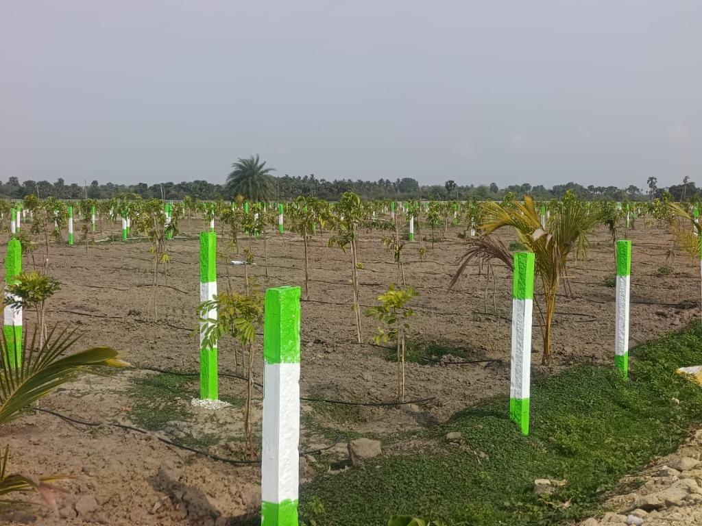 Established plantation with growing trees across the farm plots showing the green landscape of KG Elite Farms
